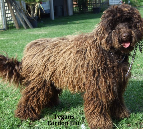 Asd Corrie Labradoodle