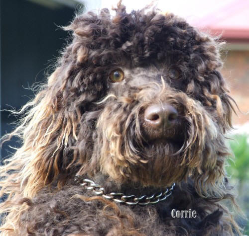 brown Labradoodle