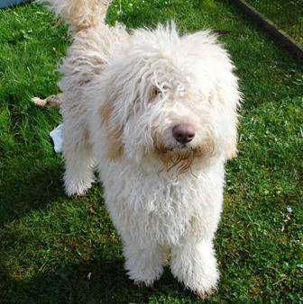 Bertie Asd Australian Labradoodle