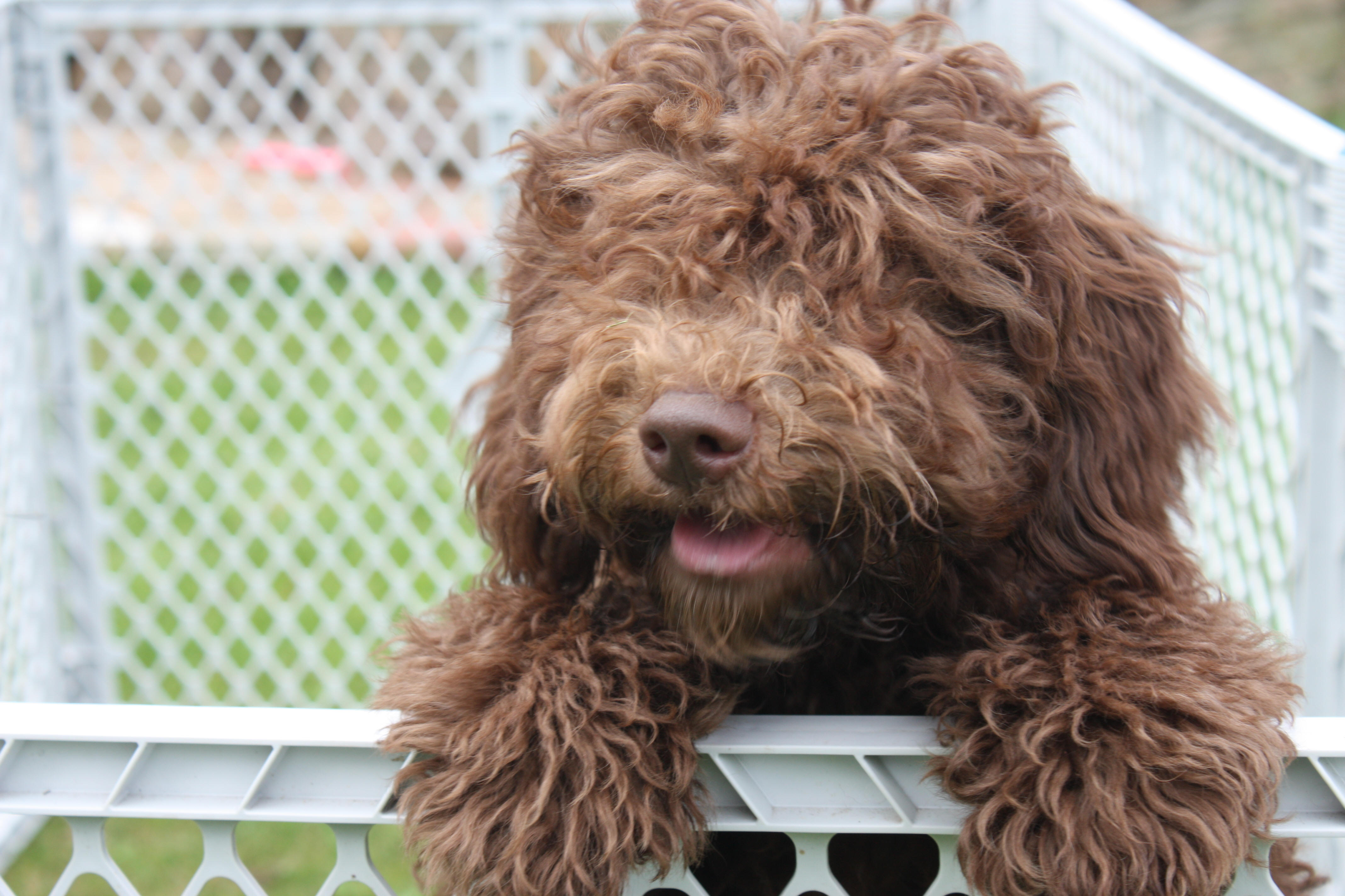 Countess our Pure Australian Labradoodle puppy