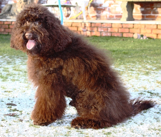 Australian Labradoodle puppies uk