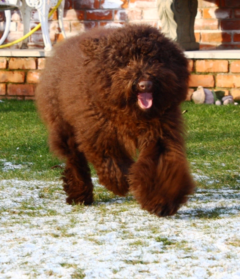 labradoodles puppies for sale. Labradoodle puppy for sale