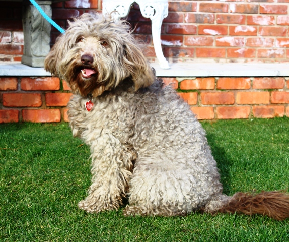 Tegan Elgrande Australian Labradoodle