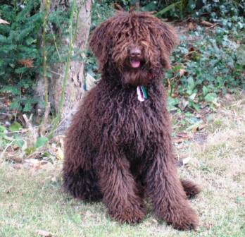 labradoodle puppies for sale,labradoodle breeder,labradoodle breeders, labradoodles uk, Australian labradoodle breeder,Australian labradoodle breeders,Australian labradoodle puppies for sale, Australian labradoodles. Holland,london,essex,france, labradoodle forums. 