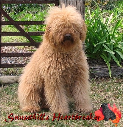 labradoodle puppies for sale,labradoodle breeder,labradoodle breeders, labradoodles uk, Australian labradoodle breeder,Australian labradoodle breeders,Australian labradoodle puppies for sale, Australian labradoodles. Holland,london,essex,france, labradoodle forums. 