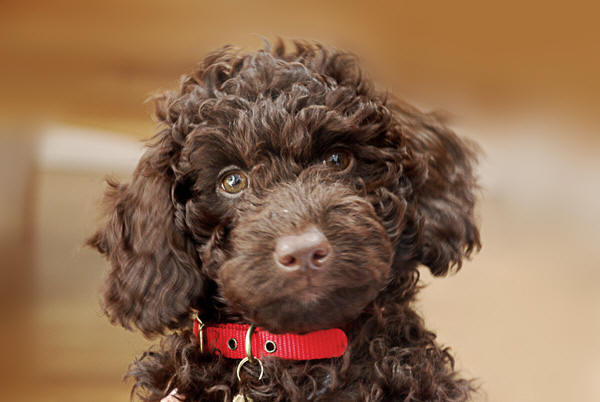 Australian Labradoodle puppy