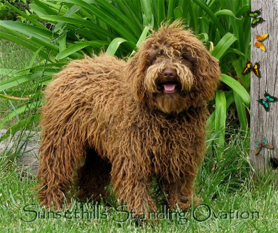 wool coat Aussi labradoodle