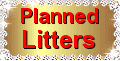 Australian Labradoodle Planned litters