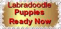 Labradoodle Puppies for sale