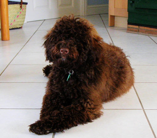 Ziggy pure asd chocolate miniature australian labradoodle