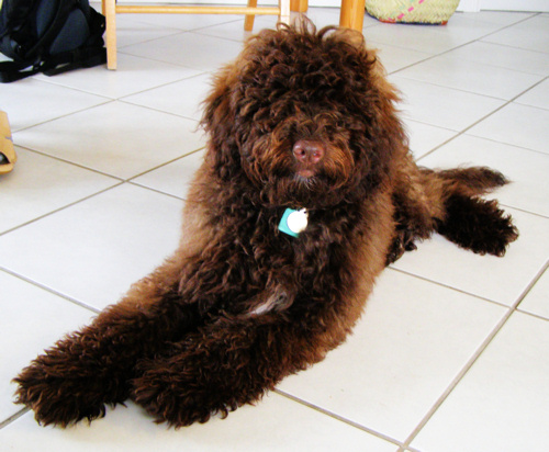 Pure asd australian labradoodle puppy