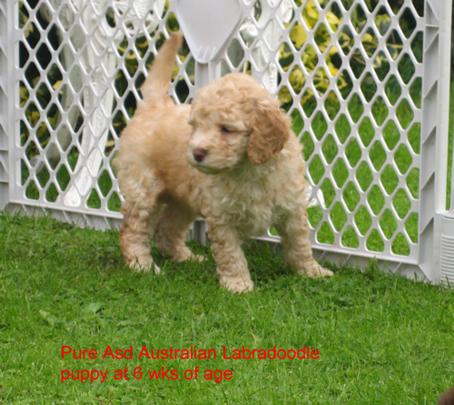 Cream Apricot pure Asd Australian Labradoodle puppy