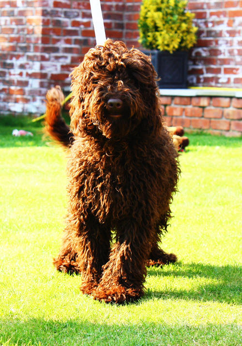 Labradoodle puppy