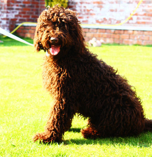 Digby asd Labradoodle puppies