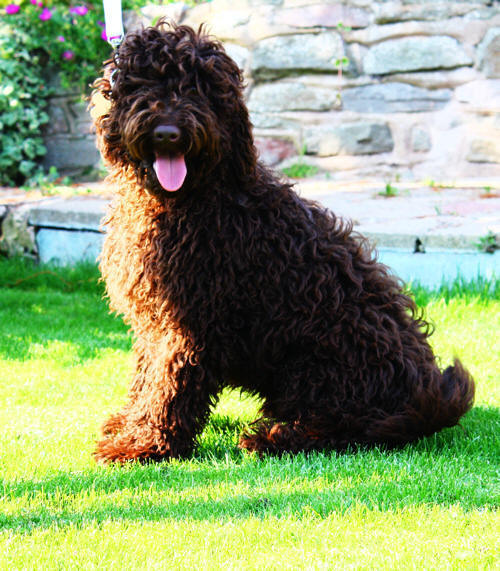 Labradoodle asd puppy 