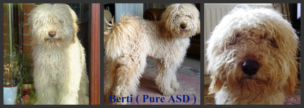 labradoodle puppies for sale,labradoodle breeder,labradoodle breeders, labradoodles uk, Australian labradoodle breeder,Australian labradoodle breeders,Australian labradoodle puppies for sale, Australian labradoodles. Holland,london,essex,france, labradoodle forums. 