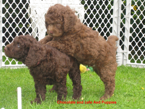 Cafe Pure Asd Australian Labradoodle puppy