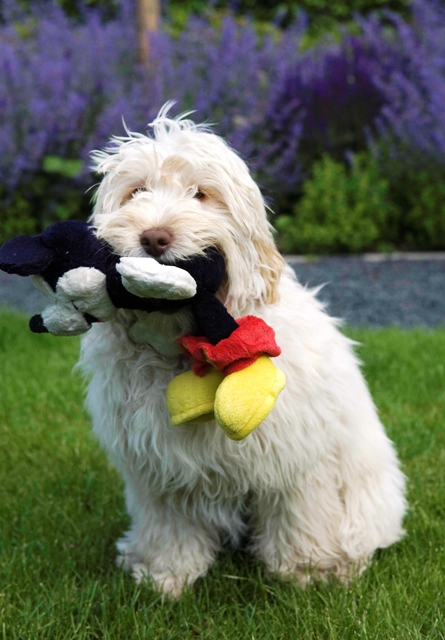 Coco Asd - Straight fleece-labradoodle puppies for sale,labradoodle breeder,labradoodle breeders, labradoodles uk, Australian labradoodle breeder,Australian labradoodle breeders,Australian labradoodle puppies for sale, Australian labradoodles. Holland,london,essex,france, labradoodle forums. 