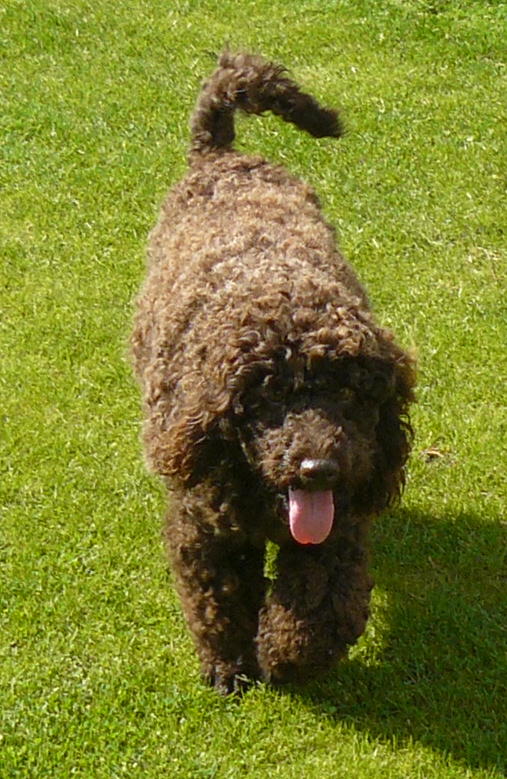 asd labradoodle