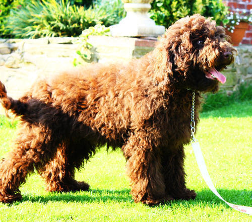 asd labradoodle puppy