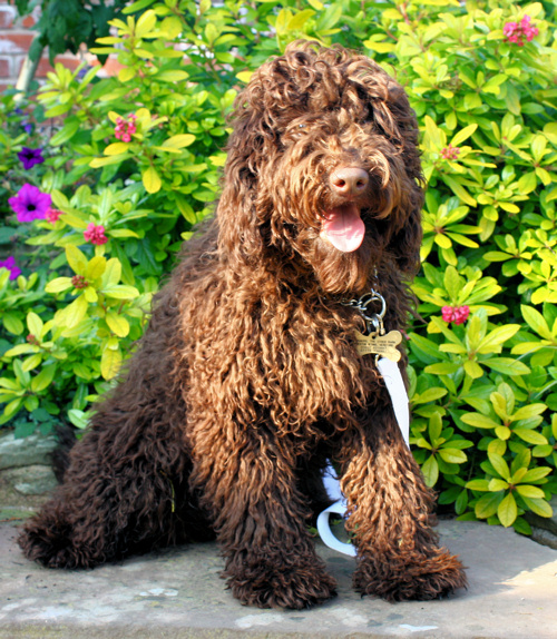 asd labradoodle puppy