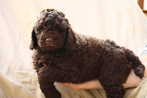 pure asd australian labradoodle puppy