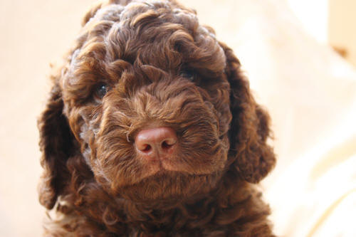 Pure Asd Australian Labradoodle puppy