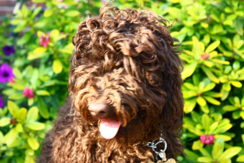 asd labradoodle dog