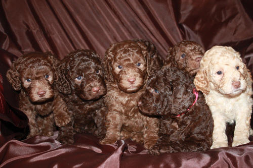 labradoodle puppies for sale,labradoodle breeder,labradoodle breeders, labradoodles uk, Australian labradoodle breeder,Australian labradoodle breeders,Australian labradoodle puppies for sale, Australian labradoodles. Holland,london,essex,france, labradoodle forums. 