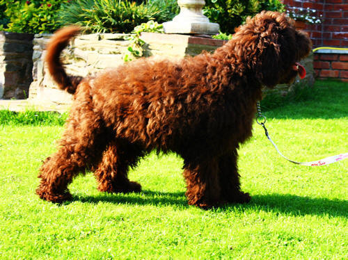 digby asd labradoodle puppies