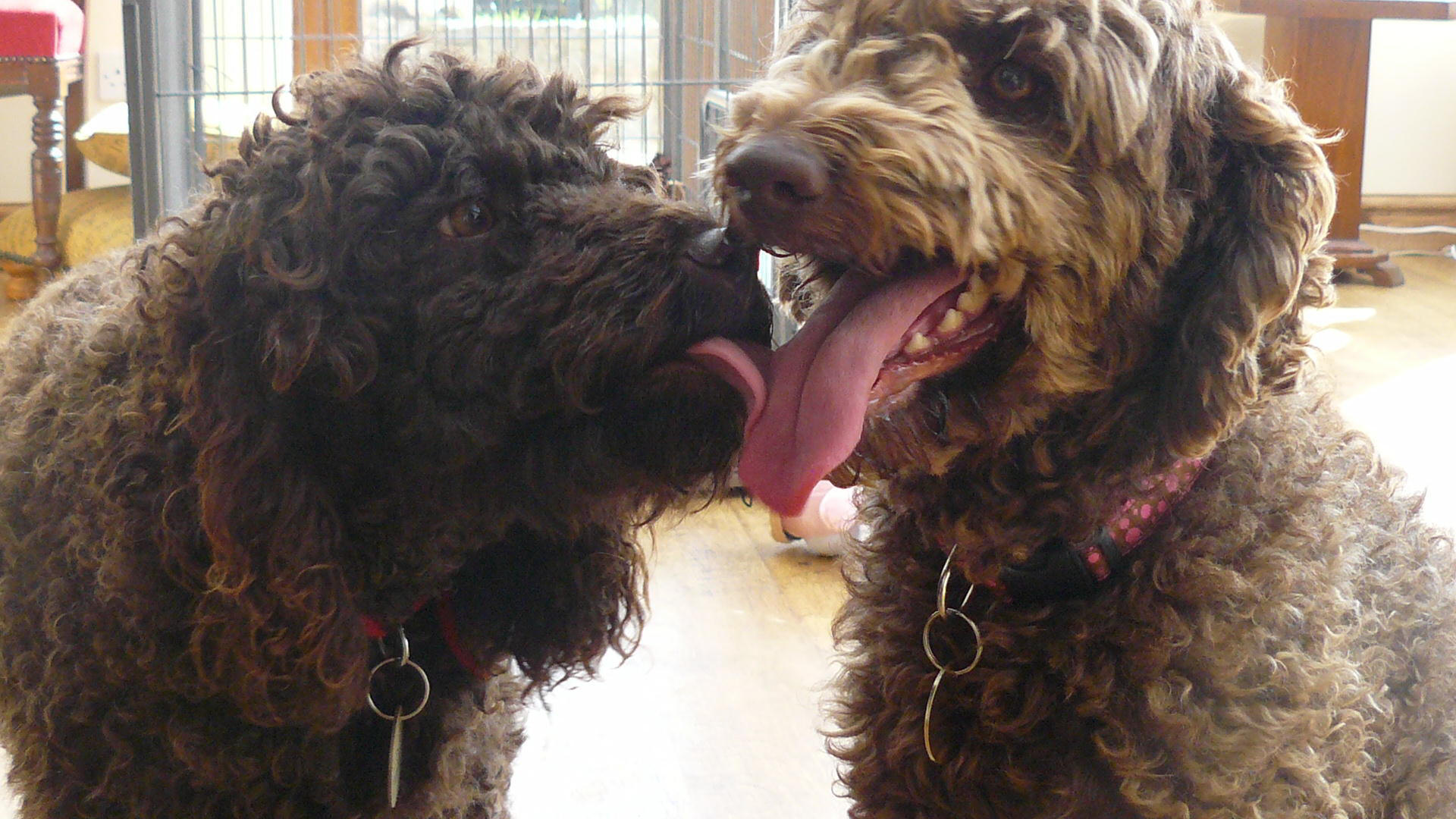 Labradoodles 