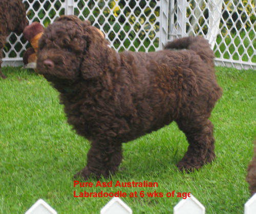 Asd Australian labradoodle puppy