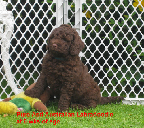 chocolate asd australian labradoodle puppy