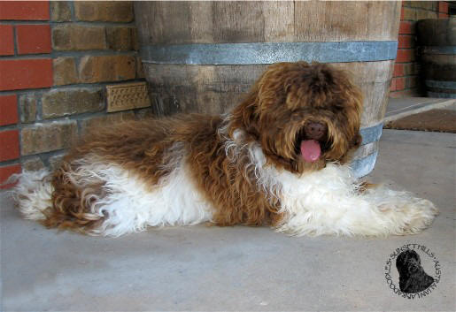 Australian Parti Labradoodle