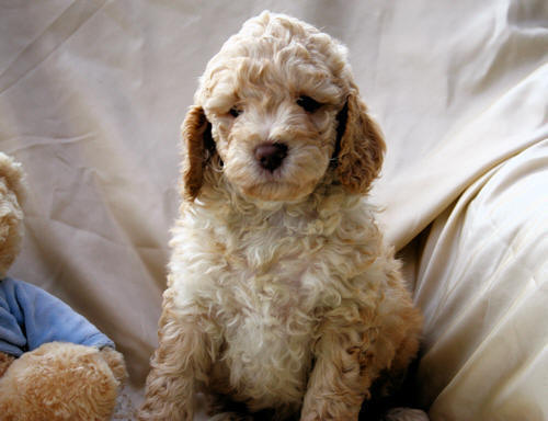 pure asd australian labradoodle puppy