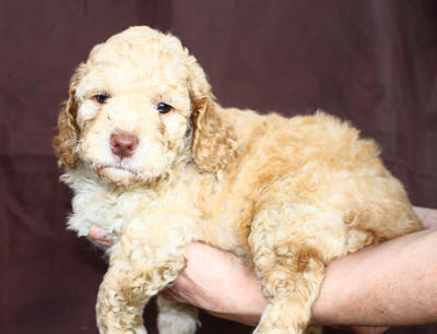 cream asd australian  labradoodle puppy