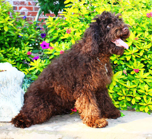 Labradoodle puppy