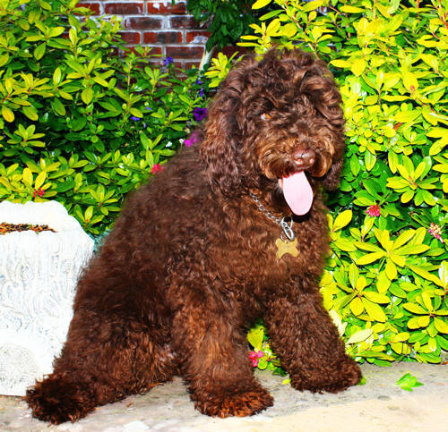 labradoodle puppy